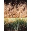 Mosebunke 'Bronzeschleier' Deschampsia Cespitosa 'Bronzeschleier' 1 Liter Potte -Osmo Salgsbutik mi3324 deschampsia cespitosa bronzeschleier f413