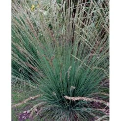 Blåtop 'Moorhexe' Molinia Caerulea 'Moorhexe' 1 Liter Potte -Osmo Salgsbutik mi3325 molinia caerulea moorhexe af35