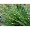 Fjeld-blåaks Sesleria Caerulea 1 Liter Potte -Osmo Salgsbutik mi3326 sesleria caerulea 5756