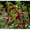 Havefuchia 'Riccartonii' Fuchsia Magellanica 'Riccartonii' 5 Liter Potte -Osmo Salgsbutik mi3378 fuchsia riccartonii e36e