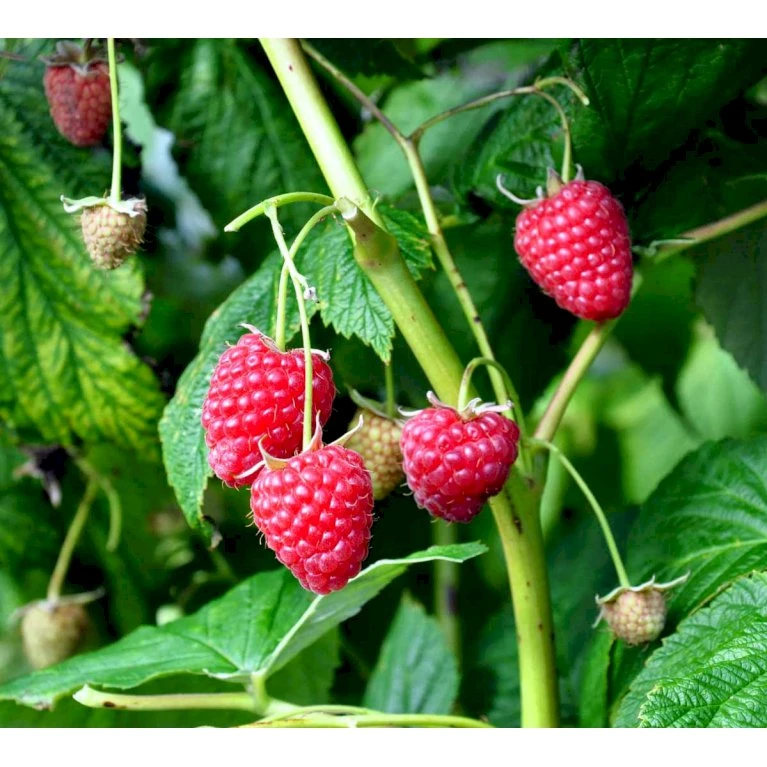 Efterårs Hindbær 'Polka' Rubus Idaeus 'Polka' Barrods,- 8-10 Mm. Rodhals. 5 Efterårs Hindbær 'Polka' Rubus Idaeus 'Polka' Barrods,- 8-10 Mm. Rodhals. - Billede 3