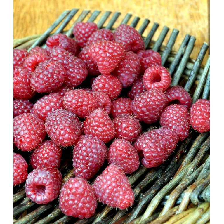 Efterårs Hindbær 'Polka' Rubus Idaeus 'Polka' Barrods,- 8-10 Mm. Rodhals. 3 Efterårs Hindbær 'Polka' Rubus Idaeus 'Polka' Barrods,- 8-10 Mm. Rodhals.