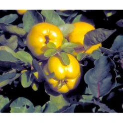 Pærekvæde Cydonia Oblonga 4-8 Grene. 120-160 Cm. Potte, (Kvæde A) -Osmo Salgsbutik mi3480 cydonia oblonga 2353