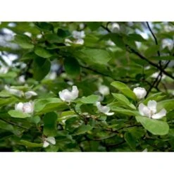 Æblekvæde 'Konstantinopel' Cydonia Oblonga 'Konstantinopel' Potte 7,5 Liter 125-150 Cm. 10 Æblekvæde 'Konstantinopel' Cydonia Oblonga 'Konstantinopel' Potte 7,5 Liter 125-150 Cm. -Osmo Salgsbutik mi3480 cydonia oblonga 2eac 1