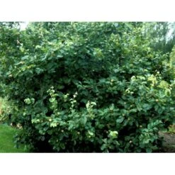 Pærekvæde Cydonia Oblonga 4-8 Grene. 120-160 Cm. Potte, (Kvæde A) -Osmo Salgsbutik mi3480 cydonia oblonga 44ca