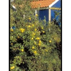 Pærekvæde Cydonia Oblonga 4-8 Grene. 120-160 Cm. Potte, (Kvæde A) -Osmo Salgsbutik mi3480 cydonia oblonga 5971