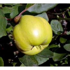 Pærekvæde 'Vranja' Cydonia Oblonga 'Vranja' 4-8 Grene. 120-160 Cm. Potte, (Kvæde A) -Osmo Salgsbutik mi3486 cydonia oblonga wranja 1610