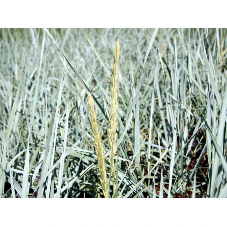 Marehalm Leymus Arenarius 10 Cm. Potte 5 Marehalm Leymus Arenarius 10 Cm. Potte - Billede 3