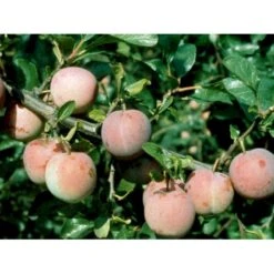 Blomme 'Althans Reine Claude' Prunus Domestica 'Althans Reine Claude' 4-8 Grene, 130-170 Cm. 10 Liter Potte. (S.J.A.) -Osmo Salgsbutik mi355 prunus domestica althans reine claude 1b5b