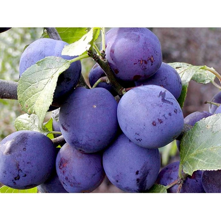 Blomme 'Czar' Prunus Domestica 'Czar' 4-8 Grene, Potte 10 Liter, 140-180 Cm. (P.CER) 3 Blomme 'Czar' Prunus Domestica 'Czar' 4-8 Grene, Potte 10 Liter, 140-180 Cm. (P.CER)