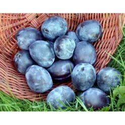 Blomme 'Italiensk Sveske' Prunus Domestica 'Italiensk Sveske' 4-8 Grene, 130-170 Cm. 10 Liter Potte. (S.J.A.) -Osmo Salgsbutik mi357 prunus domestica italiensk sveske 4d38