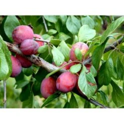 Blomme 'Opal' Prunus Domestica 'Opal' Dværgtræ, 3-5 Grene, 6,7 Liter Potte, 80-100 Cm. -Osmo Salgsbutik mi359 prunus domestica opal 72aa