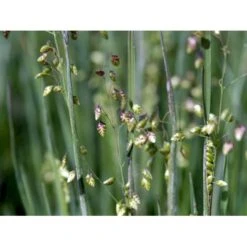 Hjertegræs Briza Media 1 Liter Potte -Osmo Salgsbutik mi365 briza media 0234