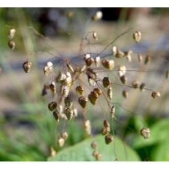 Hjertegræs Briza Media 1 Liter Potte -Osmo Salgsbutik mi365 briza media 28d5