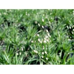 Hjertegræs Briza Media 1 Liter Potte -Osmo Salgsbutik mi365 briza media 4f4b