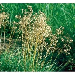 Hjertegræs Briza Media 1 Liter Potte -Osmo Salgsbutik mi365 briza media 8622