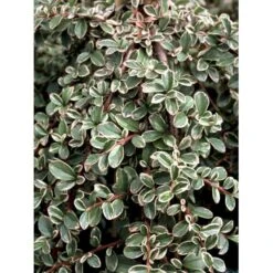 Dværgmispel 'Juliette' Cotoneaster Suecicus 'Juliette' Opstammet 40 Cm. Med Potte 10 Dværgmispel 'Juliette' Cotoneaster Suecicus 'Juliette' Opstammet 40 Cm. Med Potte -Osmo Salgsbutik mi3701 cotoneaster suecicus juliette 04b1