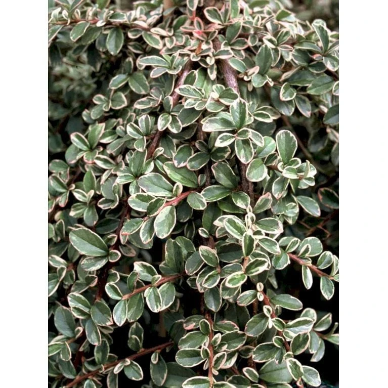 Dværgmispel 'Juliette' Cotoneaster Suecicus 'Juliette' Opstammet 40 Cm. Med Potte 6 Dværgmispel 'Juliette' Cotoneaster Suecicus 'Juliette' Opstammet 40 Cm. Med Potte - Billede 4