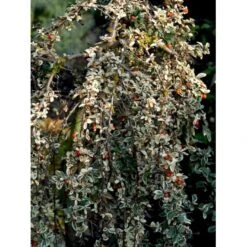 Dværgmispel 'Juliette' Cotoneaster Suecicus 'Juliette' Opstammet 40 Cm. Med Potte 11 Dværgmispel 'Juliette' Cotoneaster Suecicus 'Juliette' Opstammet 40 Cm. Med Potte -Osmo Salgsbutik mi3701 cotoneaster suecicus juliette 80dc