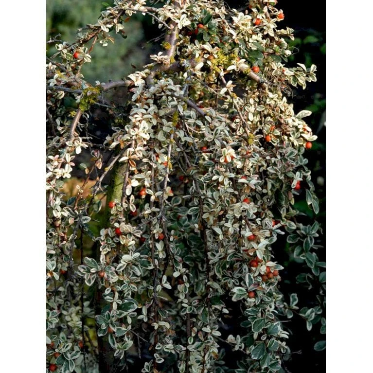 Dværgmispel 'Juliette' Cotoneaster Suecicus 'Juliette' Opstammet 40 Cm. Med Potte 7 Dværgmispel 'Juliette' Cotoneaster Suecicus 'Juliette' Opstammet 40 Cm. Med Potte - Billede 5