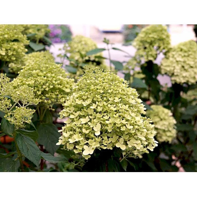 Syrén-Hortensia 'Limelight' Hydrangea Paniculata 'Limelight' Opstammet 90 Cm. 7,5 Liter Potte 8 Syrén-Hortensia 'Limelight' Hydrangea Paniculata 'Limelight' Opstammet 90 Cm. 7,5 Liter Potte - Billede 6