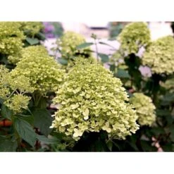 Kompakt Syrén-Hortensia 'Little Lime' Hydrangea Paniculata 'Little Lime' 3,5 Liter Potte 13 Kompakt Syrén-Hortensia 'Little Lime' Hydrangea Paniculata 'Little Lime' 3,5 Liter Potte -Osmo Salgsbutik mi3703 hydrangea paniculata limelight 502b