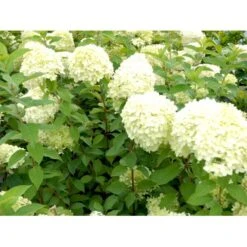 Syrén-Hortensia 'Limelight' Hydrangea Paniculata 'Limelight' Opstammet 90 Cm. 7,5 Liter Potte 13 Syrén-Hortensia 'Limelight' Hydrangea Paniculata 'Limelight' Opstammet 90 Cm. 7,5 Liter Potte -Osmo Salgsbutik mi3703 hydrangea paniculata limelight 9d6c 1