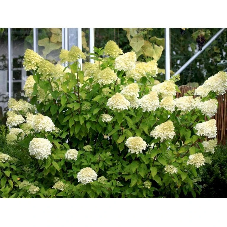Syrén-Hortensia 'Limelight' Hydrangea Paniculata 'Limelight' Opstammet 90 Cm. 7,5 Liter Potte 6 Syrén-Hortensia 'Limelight' Hydrangea Paniculata 'Limelight' Opstammet 90 Cm. 7,5 Liter Potte - Billede 4