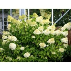 Kompakt Syrén-Hortensia 'Little Lime' Hydrangea Paniculata 'Little Lime' 3,5 Liter Potte 11 Kompakt Syrén-Hortensia 'Little Lime' Hydrangea Paniculata 'Little Lime' 3,5 Liter Potte -Osmo Salgsbutik mi3703 hydrangea paniculata limelight c7e2