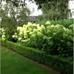 Syrén-Hortensia 'Limelight' Hydrangea Paniculata 'Limelight' Opstammet 90 Cm. 7,5 Liter Potte 15 Syrén-Hortensia 'Limelight' Hydrangea Paniculata 'Limelight' Opstammet 90 Cm. 7,5 Liter Potte -Osmo Salgsbutik mi3703 hydrangea paniculata limelight d8b9