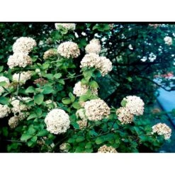 Duft-snebolle Viburnum Carlcephalum Med Klump,- 100-120 Cm. -Osmo Salgsbutik mi3729 viburnum carlcephalum 5afa