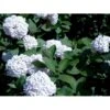 Duft-snebolle Viburnum Carlcephalum Med Klump,- 100-120 Cm. -Osmo Salgsbutik mi3729 viburnum carlcephalum 932d