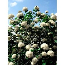 Duft-snebolle Viburnum Carlcephalum Med Klump,- 100-120 Cm. -Osmo Salgsbutik mi3729 viburnum carlcephalum b9b0