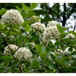 Duft-snebolle Viburnum Carlcephalum Med Klump,- 100-120 Cm. -Osmo Salgsbutik mi3729 viburnum carlcephalum db59