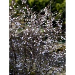 Fuji-kirsebær 'Kojou-no-mai' Prunus Incisa 'Kojou-no-mai' Opstammet 90 Cm. 7,5 Liter Potte 7 Fuji-kirsebær 'Kojou-no-mai' Prunus Incisa 'Kojou-no-mai' Opstammet 90 Cm. 7,5 Liter Potte -Osmo Salgsbutik mi3753 prunus incisa kojou no mai adfa