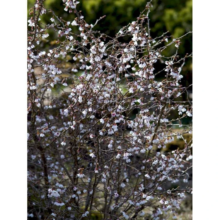 Fuji-kirsebær 'Kojou-no-mai' Prunus Incisa 'Kojou-no-mai' Opstammet 90 Cm. 7,5 Liter Potte 5 Fuji-kirsebær 'Kojou-no-mai' Prunus Incisa 'Kojou-no-mai' Opstammet 90 Cm. 7,5 Liter Potte - Billede 3