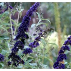 Sommerfuglebusk 'Black Knight' Buddleja Davidii 'Black Knight' Potte 6,5 Liter 50-60 Cm. 17 Sommerfuglebusk 'Black Knight' Buddleja Davidii 'Black Knight' Potte 6,5 Liter 50-60 Cm. -Osmo Salgsbutik mi379 buddleia davidii black knight 1078