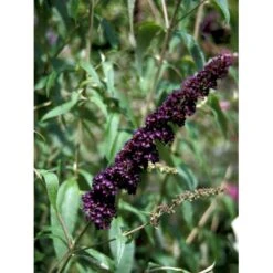 Sommerfuglebusk 'Black Knight' Buddleja Davidii 'Black Knight' Potte 6,5 Liter 50-60 Cm. 15 Sommerfuglebusk 'Black Knight' Buddleja Davidii 'Black Knight' Potte 6,5 Liter 50-60 Cm. -Osmo Salgsbutik mi379 buddleia davidii black knight 3fe2