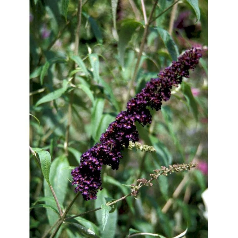 Sommerfuglebusk 'Black Knight' Buddleja Davidii 'Black Knight' Potte 6,5 Liter 50-60 Cm. 8 Sommerfuglebusk 'Black Knight' Buddleja Davidii 'Black Knight' Potte 6,5 Liter 50-60 Cm. - Billede 6