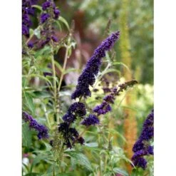 Sommerfuglebusk 'Black Knight' Buddleja Davidii 'Black Knight' Potte 6,5 Liter 50-60 Cm. 14 Sommerfuglebusk 'Black Knight' Buddleja Davidii 'Black Knight' Potte 6,5 Liter 50-60 Cm. -Osmo Salgsbutik mi379 buddleia davidii black knight 52ee