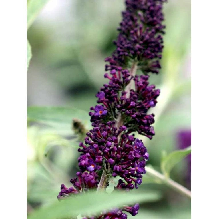 Sommerfuglebusk 'Black Knight' Buddleja Davidii 'Black Knight' Potte 6,5 Liter 50-60 Cm. 6 Sommerfuglebusk 'Black Knight' Buddleja Davidii 'Black Knight' Potte 6,5 Liter 50-60 Cm. - Billede 4