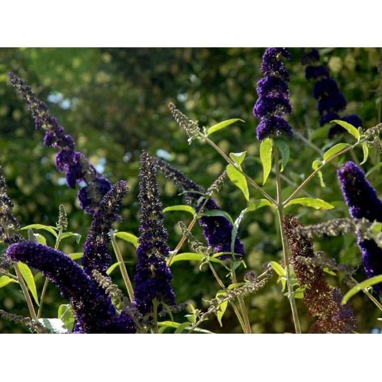 Sommerfuglebusk 'Black Knight' Buddleja Davidii 'Black Knight' Potte 6,5 Liter 50-60 Cm. 9 Sommerfuglebusk 'Black Knight' Buddleja Davidii 'Black Knight' Potte 6,5 Liter 50-60 Cm. - Billede 7