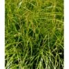 Palmebladsstar Carex Muskingumensis 1 Liter Potte -Osmo Salgsbutik mi3837 carex muskingumensis 17cc