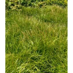 Palmebladsstar Carex Muskingumensis 1 Liter Potte -Osmo Salgsbutik mi3837 carex muskingumensis a404