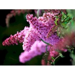 Sommerfuglebusk 'Pink Delight' Buddleja Davidii 'Pink Delight' Potte 6,5 Liter 50-60 Cm. 11 Sommerfuglebusk 'Pink Delight' Buddleja Davidii 'Pink Delight' Potte 6,5 Liter 50-60 Cm. -Osmo Salgsbutik mi383 buddleia davidii pink delight 0432