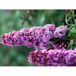 Sommerfuglebusk 'Pink Delight' Buddleja Davidii 'Pink Delight' Potte 6,5 Liter 50-60 Cm. 12 Sommerfuglebusk 'Pink Delight' Buddleja Davidii 'Pink Delight' Potte 6,5 Liter 50-60 Cm. -Osmo Salgsbutik mi383 buddleia davidii pink delight 2b78