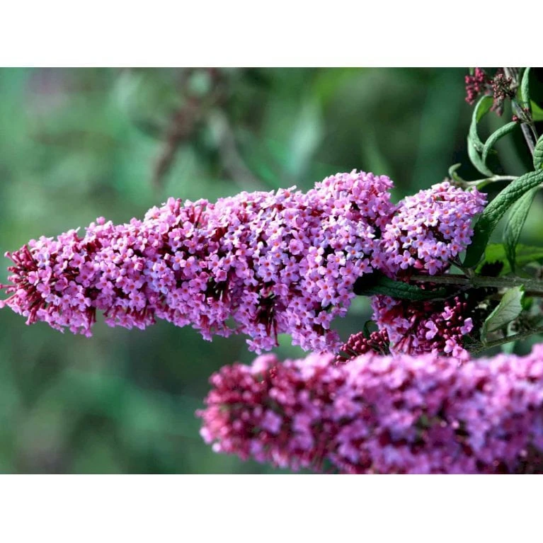 Sommerfuglebusk 'Pink Delight' Buddleja Davidii 'Pink Delight' Potte 6,5 Liter 50-60 Cm. 6 Sommerfuglebusk 'Pink Delight' Buddleja Davidii 'Pink Delight' Potte 6,5 Liter 50-60 Cm. - Billede 4