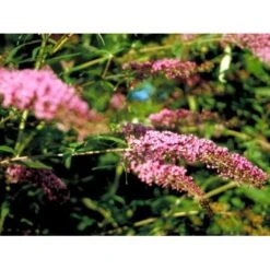 Sommerfuglebusk 'Pink Delight' Buddleja Davidii 'Pink Delight' Potte 6,5 Liter 50-60 Cm. 13 Sommerfuglebusk 'Pink Delight' Buddleja Davidii 'Pink Delight' Potte 6,5 Liter 50-60 Cm. -Osmo Salgsbutik mi383 buddleia davidii pink delight 9bd7