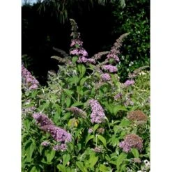 Sommerfuglebusk 'Pink Delight' Buddleja Davidii 'Pink Delight' Potte 6,5 Liter 50-60 Cm. 14 Sommerfuglebusk 'Pink Delight' Buddleja Davidii 'Pink Delight' Potte 6,5 Liter 50-60 Cm. -Osmo Salgsbutik mi383 buddleia davidii pink delight e41c