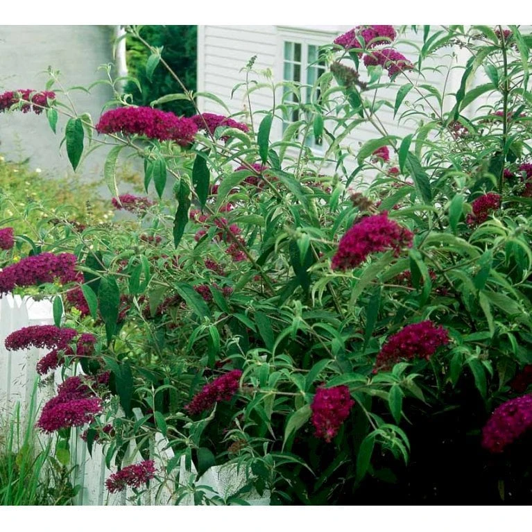 Sommerfuglebusk 'Royal Red' Buddleja Davidii 'Royal Red' Potte 2 Liter. 7 Sommerfuglebusk 'Royal Red' Buddleja Davidii 'Royal Red' Potte 2 Liter. - Billede 5